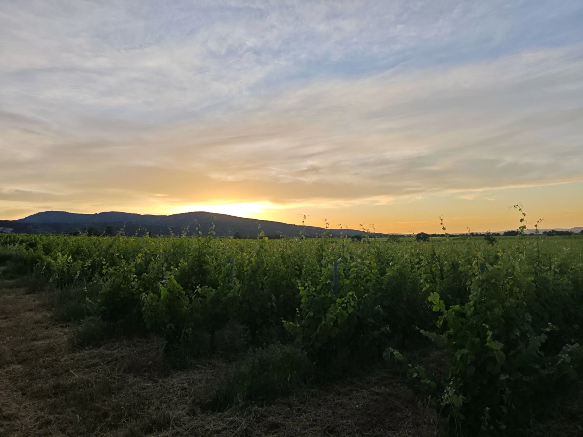 Le vignoble au coucher du soleil, Montpeyroux